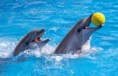 Dubai-Dolphinarium-Ticket-Offers-Promo-Codes