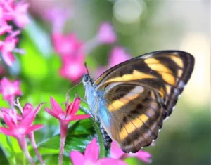 Butterfly-Garden-Discount-code