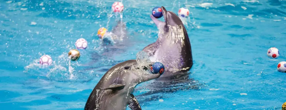 Dolphin-Seal-Show-Dubai-Dolphinarium-cheapticket